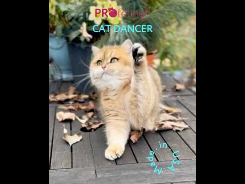 CatDancer - Original from the USA