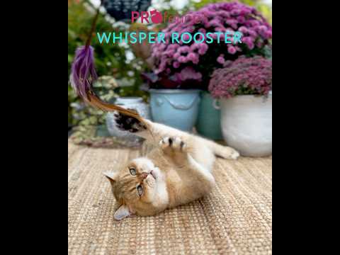 Whisper Rooster Teaser / Katzen Federstab Whisper Rooster Teaser / Katzen Federstab