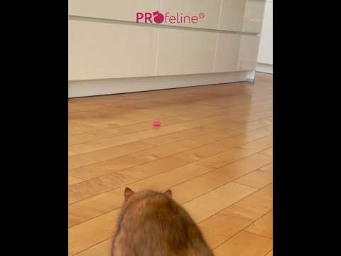Profeline - Fun Spring Cat Toy