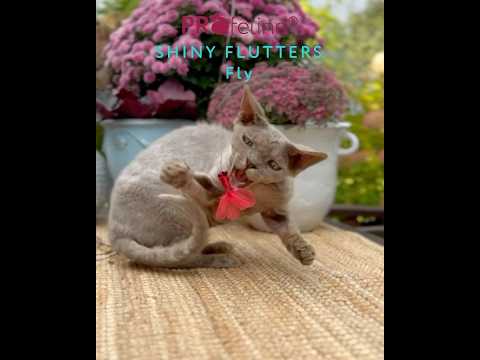 Shiny Flutters Refill / Anhänger