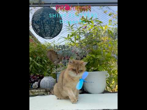 Shiny Flutters Refill / Anhänger